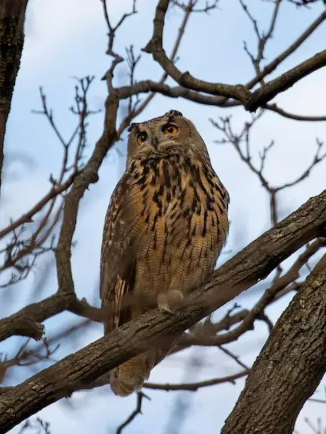 Zoologists in New York confirm Flaco the owl’s death.